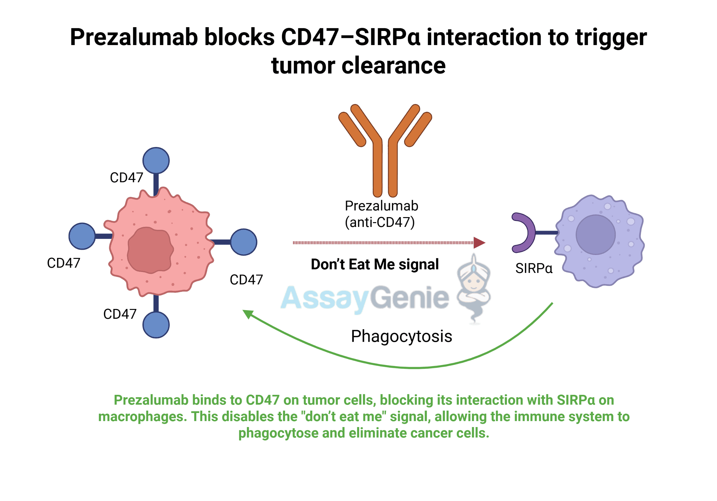 Unveiling Prezalumab: Targeting the Role of Anti-CD47 in Cancer
