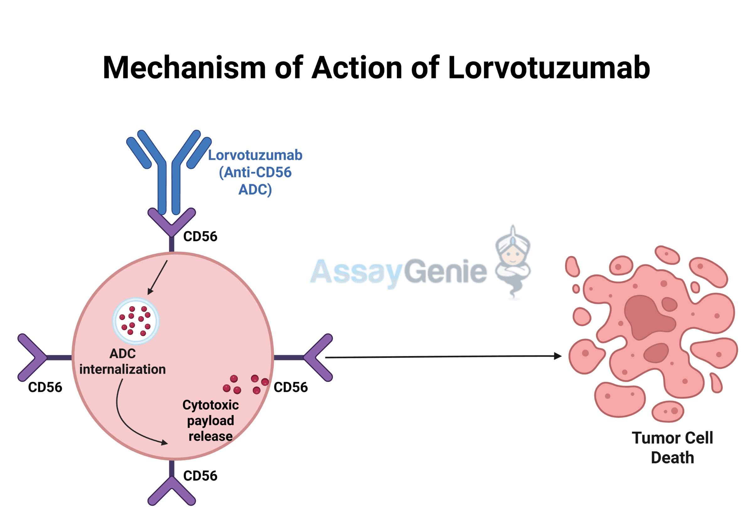 Lorvotuzumab: Targeting CD56 in Cancer Research and Therapeutic