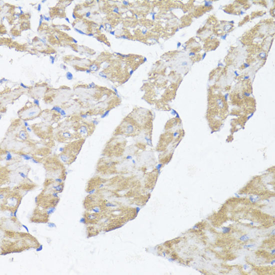 Anti-ASMT Antibody (CAB16349)