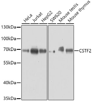 Anti-CSTF2 Polyclonal Antibody (CAB8116)