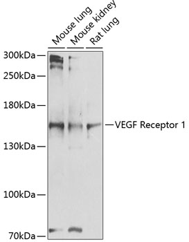 Anti-VEGF Receptor 1 Antibody (CAB1277)