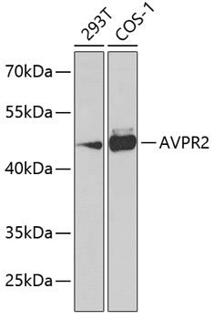 Anti-AVPR2 Antibody (CAB7879)