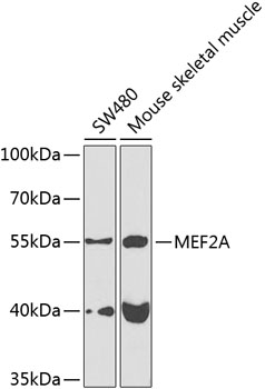 Anti-MEF2A Antibody (CAB7911)