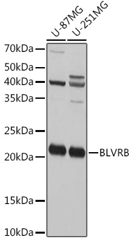 Anti-BLVRB Antibody (CAB7260)