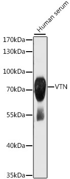 Anti-VTN Antibody (CAB13561)