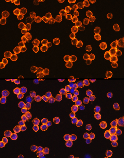 Anti-PTPRC Antibody (CAB0372)