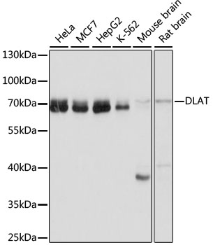 Anti-DLAT Antibody (CAB14530)