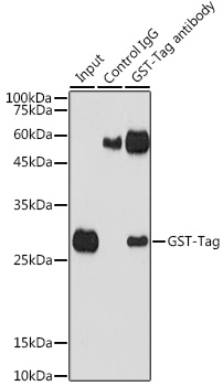 Anti-Rabbit anti GST-Tag Polyclonal Antibody (CABE006)