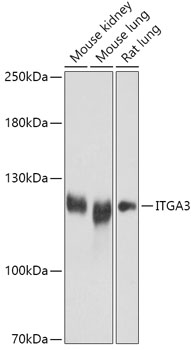 Anti-ITGA3 Antibody (CAB17502)