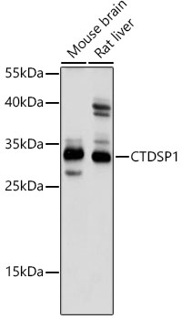 Anti-CTDSP1 Antibody (CAB18184)