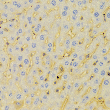 Anti-PCM1 Antibody (CAB5696)