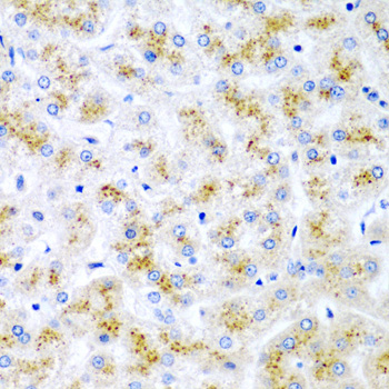 Anti-WNT2 Antibody (CAB5864)