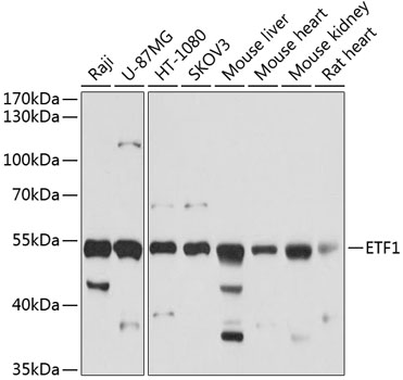 Anti-ETF1 Antibody (CAB5920)