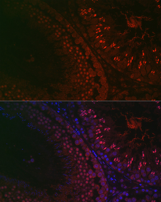 Anti-DAZL Antibody (CAB13970)