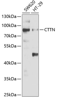 Anti-CTTN Antibody (CAB5795)