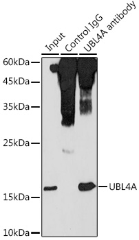 Anti-UBL4A Antibody (CAB4211)