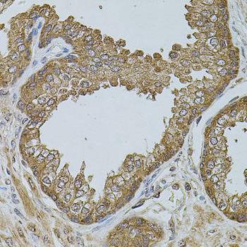 Anti-CHRFAM7A Antibody (CAB7844)