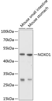 Anti-NOXO1 Antibody (CAB10477)