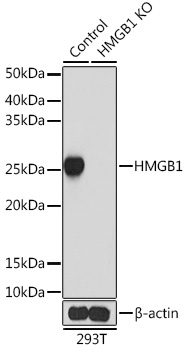 Anti-HMGB1 Antibody [KO Validated] (CAB19529)