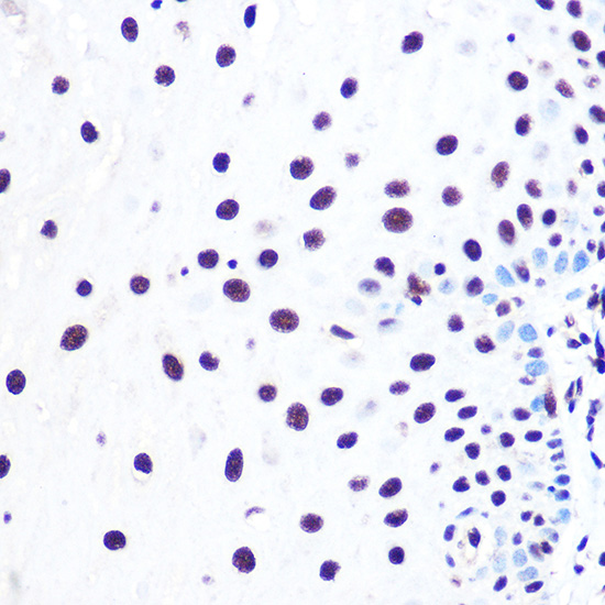 Anti-NELFE Antibody (CAB3249)