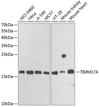 Anti-TIMM17A Antibody (CAB6449)