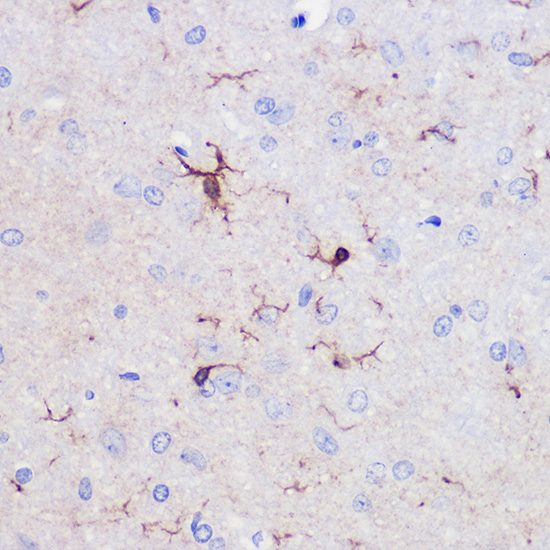 Anti-Iba1 Antibody (CAB3160)