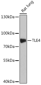 Anti-TLE4 Antibody (CAB18345)
