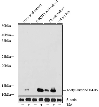 Anti-Acetyl-Histone H4-K5 Antibody (CAB19525)