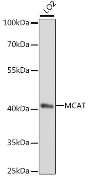 Anti-MCAT Antibody (CAB15822)