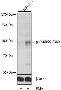 Anti-Phospho-P90RSK-S380 Antibody (CABP0562)