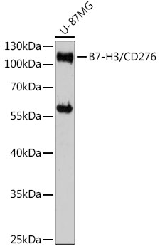 Anti-B7-H3/CD276 Antibody (CAB17216)