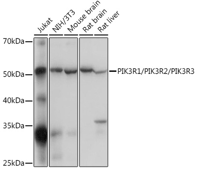 Anti-PIK3R1/PIK3R2/PIK3R3 Antibody (CAB18355)