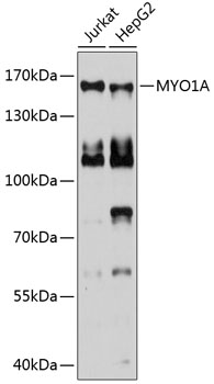 Anti-MYO1A Polyclonal Antibody (CAB9272)