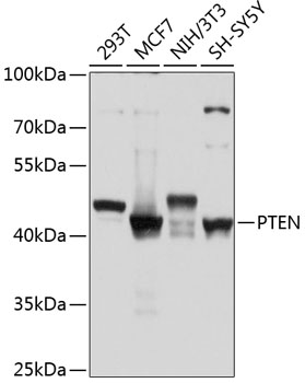 Anti-PTEN Antibody (CAB11189)