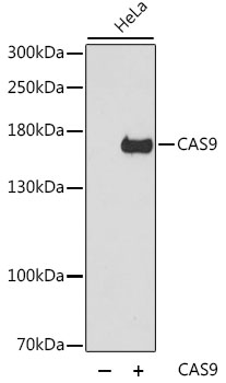 Anti-CAS9 Antibody (CAB14997)