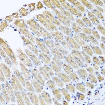 Anti-GFER Antibody (CAB5463)