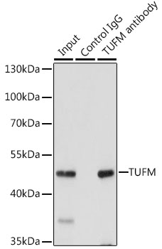 Anti-TUFM Antibody (CAB6423)