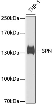 Anti-SPN Antibody (CAB6412)