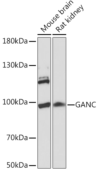 Anti-GANC Antibody (CAB16377)