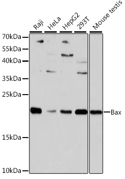 Anti-Bax Antibody [KO Validated] (CAB15633)