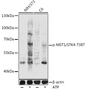 Anti-Phospho-MST1/STK4-T387 Antibody (CABP0906)