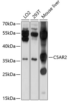 Anti-C5AR2 Antibody (CAB10588)