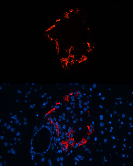 Anti-GCG Antibody (CAB14609)