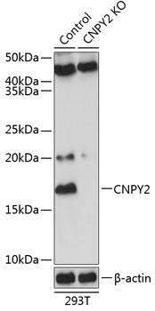 Anti-CNPY2 Antibody [KO Validated] (CAB20002)