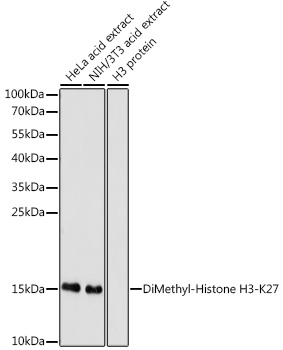 Anti-DiMethyl-Histone H3-K27 Antibody (CAB2362)