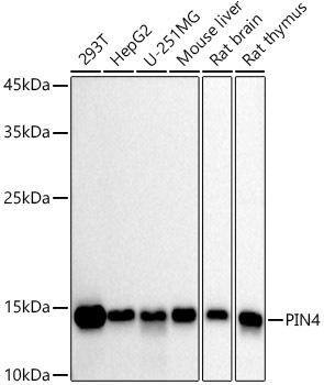 Western blot analysis of extracts of various cell lines, using PIN4 antibody at 1:1000 dilution. Secondary antibody: HRP Goat Anti-Rabbit IgG (H+L) at 1:10000 dilution. Lysates/proteins: 25ug per lane. Blocking buffer: 3% nonfat dry milk in TBST. Detection: ECL Basic Kit. Exposure time: 30s.