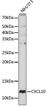 Anti-CXCL10 Antibody (CAB19138)