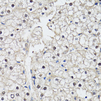 Anti-CDK7 Antibody (CAB12942)