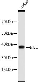 IkBAlpha Rabbit Polyclonal Antibody (CAB2457)