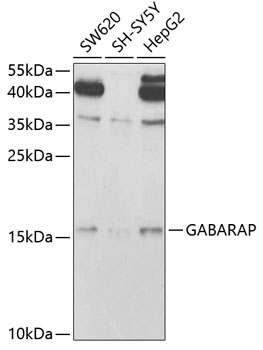 Anti-GABARAP Antibody (CAB5616)